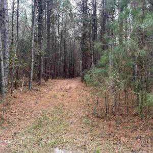 View of wooded area