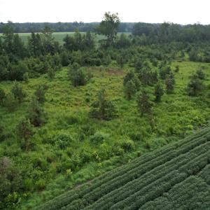 Photo #3 of 1335 Norwood Rd., Olanta, SC 80.0 acres