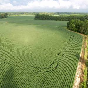 Photo #10 of 1335 Norwood Rd., Olanta, SC 80.0 acres