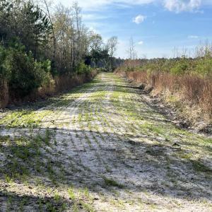 Photo #5 of Easler Hwy, Greeleyville, SC 178.0 acres