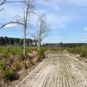 Photo #12 of Easler Hwy, Greeleyville, SC 178.0 acres