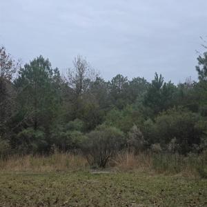 Photo #5 of 4339 Randall Rd., Conway, SC 3.5 acres