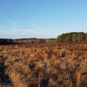 Photo #7 of 5441 Carolina Rd., Green Sea, SC 8.3 acres