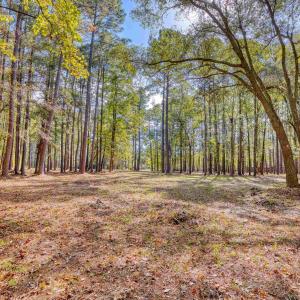 View of tree filled area