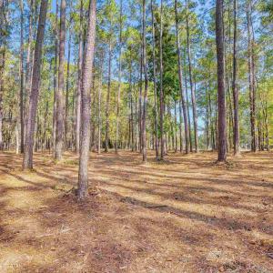 View of tree filled area
