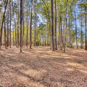 View of yard with a view of trees