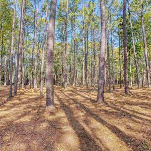 View of yard featuring a forest view