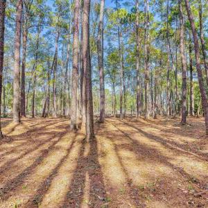 View of yard featuring a wooded view