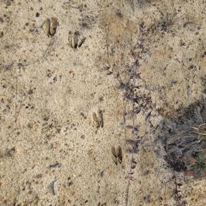 Photo #26 of TBD Highway 34, Bishopville, SC 92.7 acres