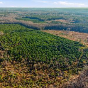 Aerial view of a forest