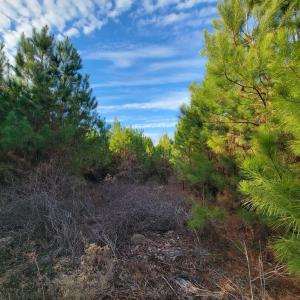 View of undeveloped land