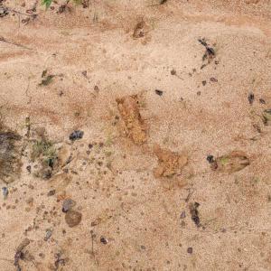 Photo #23 of TBD Highway 34, Bishopville, SC 92.7 acres