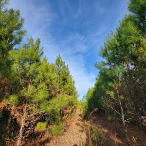 View of tree filled area
