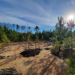 View of undeveloped land