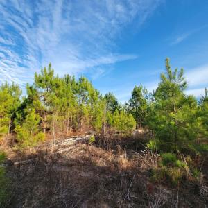 Photo #27 of TBD Highway 34, Bishopville, SC 92.7 acres