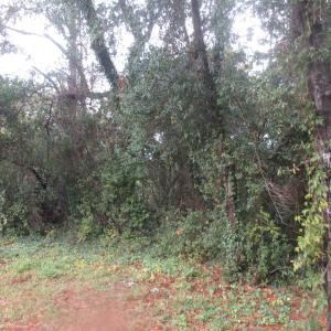 Photo #16 of 410 14th Ave. N, Surfside Beach, SC 0.2 acres