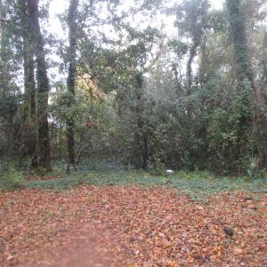 Photo #13 of 410 14th Ave. N, Surfside Beach, SC 0.2 acres