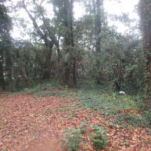 Photo #15 of 410 14th Ave. N, Surfside Beach, SC 0.2 acres