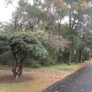 Photo #9 of 410 14th Ave. N, Surfside Beach, SC 0.2 acres