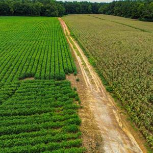 Photo #9 of Nc 581, Bailey, NC 284.9 acres