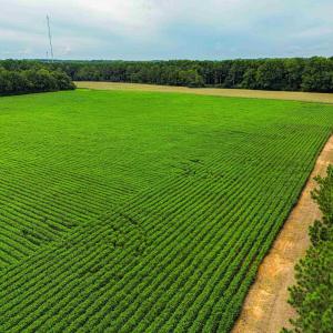 Photo #10 of Nc 581, Bailey, NC 284.9 acres