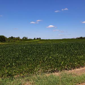 Photo #48 of Nc 581, Bailey, NC 284.9 acres