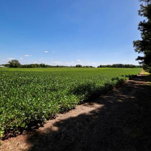 Photo #51 of Nc 581, Bailey, NC 284.9 acres