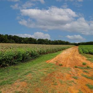 Photo #43 of Nc 581, Bailey, NC 284.9 acres