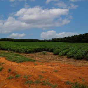 Photo #42 of Nc 581, Bailey, NC 284.9 acres