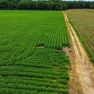 Photo #7 of Nc 581, Bailey, NC 284.9 acres