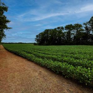 Photo #46 of Nc 581, Bailey, NC 284.9 acres