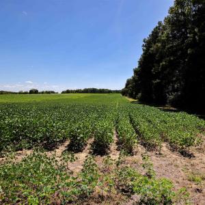 Photo #52 of Nc 581, Bailey, NC 284.9 acres