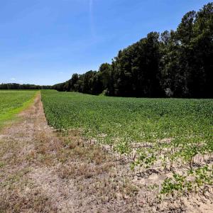 Photo #53 of Nc 581, Bailey, NC 284.9 acres