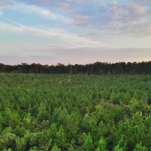 Photo #10 of 3125 Third, Siler City, NC 55.0 acres