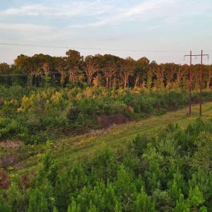 Photo #11 of 3125 Third, Siler City, NC 55.0 acres