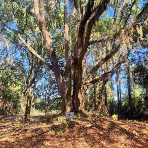 Photo #1 of 34 Dune Oaks Dr., Georgetown, SC 0.5 acres