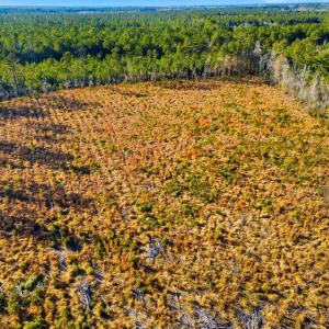 Drone / aerial view of a forest