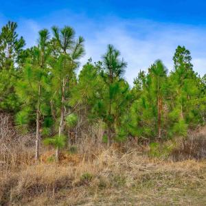 Photo #12 of McKays Bridge Rd., Dillon, SC 370.0 acres