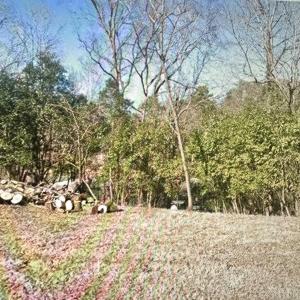 View of tree filled area