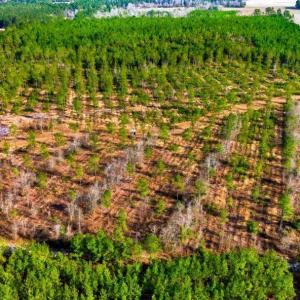 Photo #11 of Acreage Highway 45, Loris, SC 127.0 acres