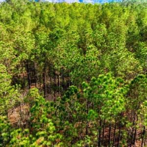 Photo #14 of Acreage Highway 45, Loris, SC 127.0 acres