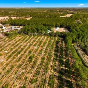 Photo #4 of Acreage Highway 45, Loris, SC 127.0 acres