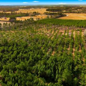 Photo #19 of Acreage Highway 45, Loris, SC 127.0 acres