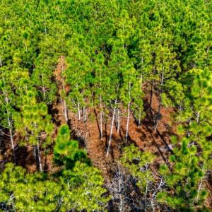 Photo #16 of Acreage Highway 45, Loris, SC 127.0 acres