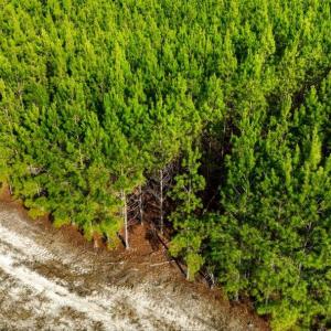 Photo #9 of Acreage Highway 45, Loris, SC 127.0 acres