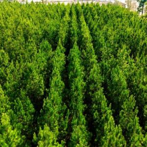 Photo #10 of Acreage Highway 45, Loris, SC 127.0 acres