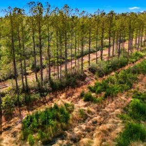 Photo #21 of Acreage Highway 45, Loris, SC 127.0 acres