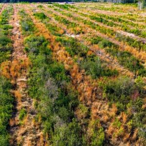 Photo #20 of Acreage Highway 45, Loris, SC 127.0 acres