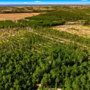 Photo #17 of Acreage Highway 45, Loris, SC 127.0 acres