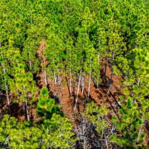 Photo #14 of Acreage Highway 45, Loris, SC 127.0 acres